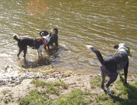 Playing in the water with Ellie at the 2011 GLBCR Reunion Picnic - it was AWSOME!  Look at Vince - he wouldn't come in the water because he didn't want to get his paws dirty!
